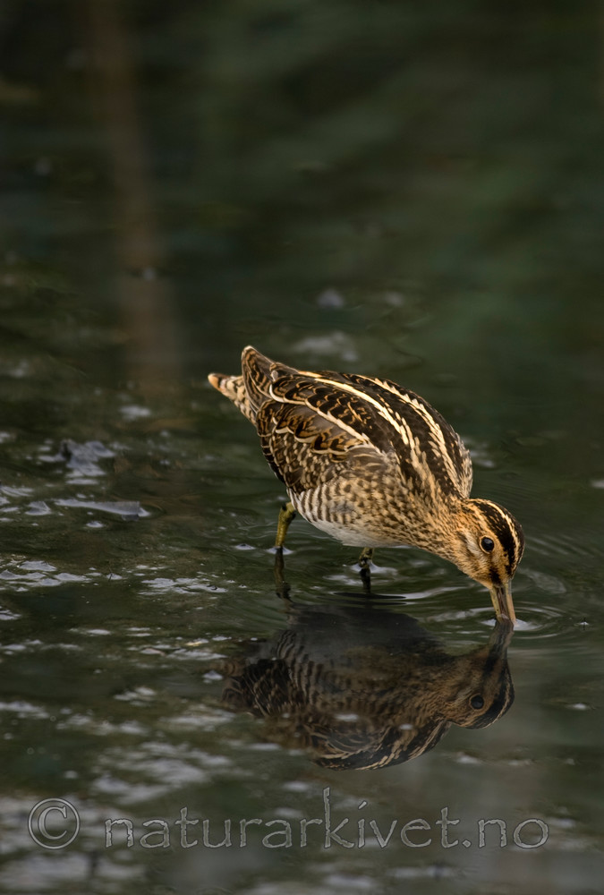 BB 06 0096 / Gallinago gallinago / Enkeltbekkasin