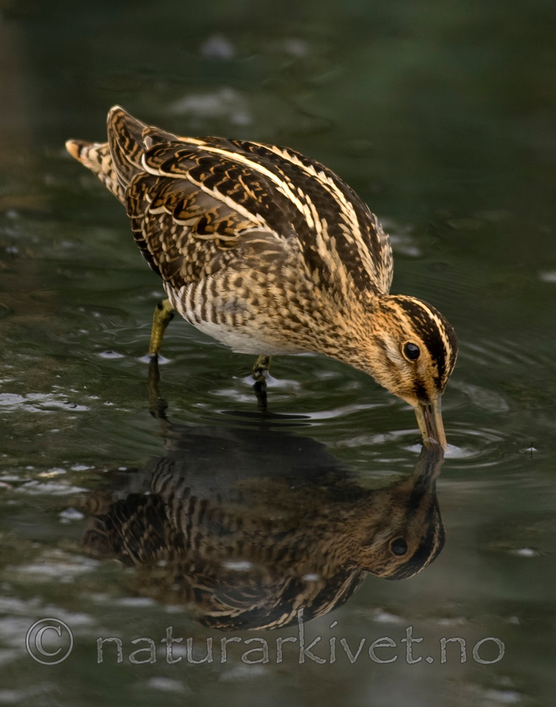 BB 06 0097 / Gallinago gallinago / Enkeltbekkasin