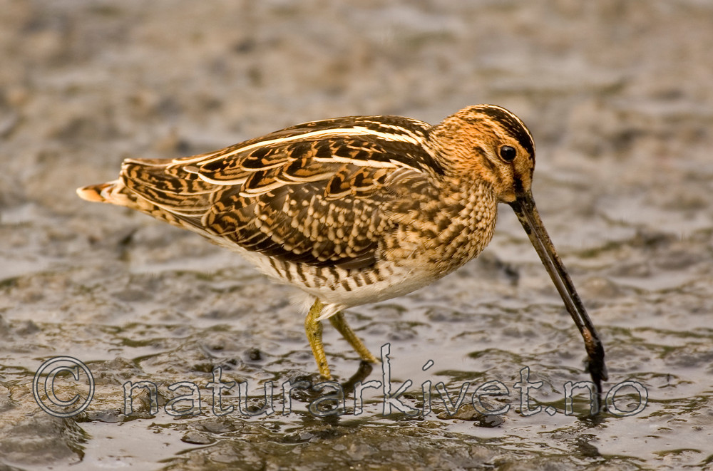 BB 06 0099 / Gallinago gallinago / Enkeltbekkasin