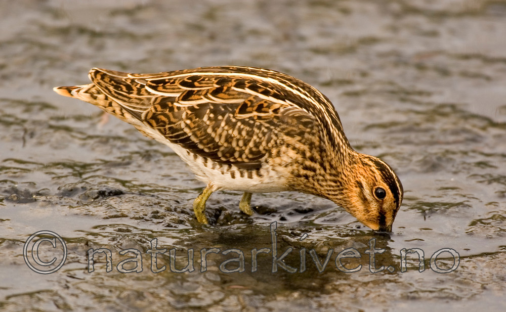 BB 06 0100 / Gallinago gallinago / Enkeltbekkasin