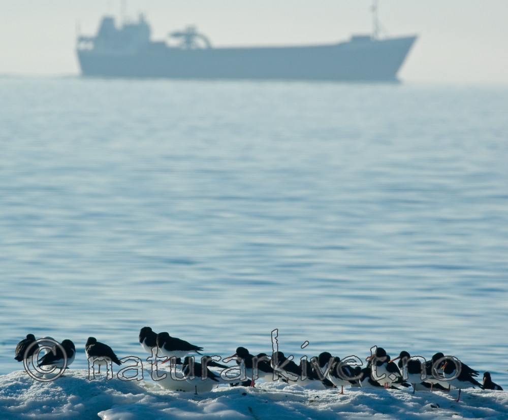 BB 06 0102 / Haematopus ostralegus / Tjeld