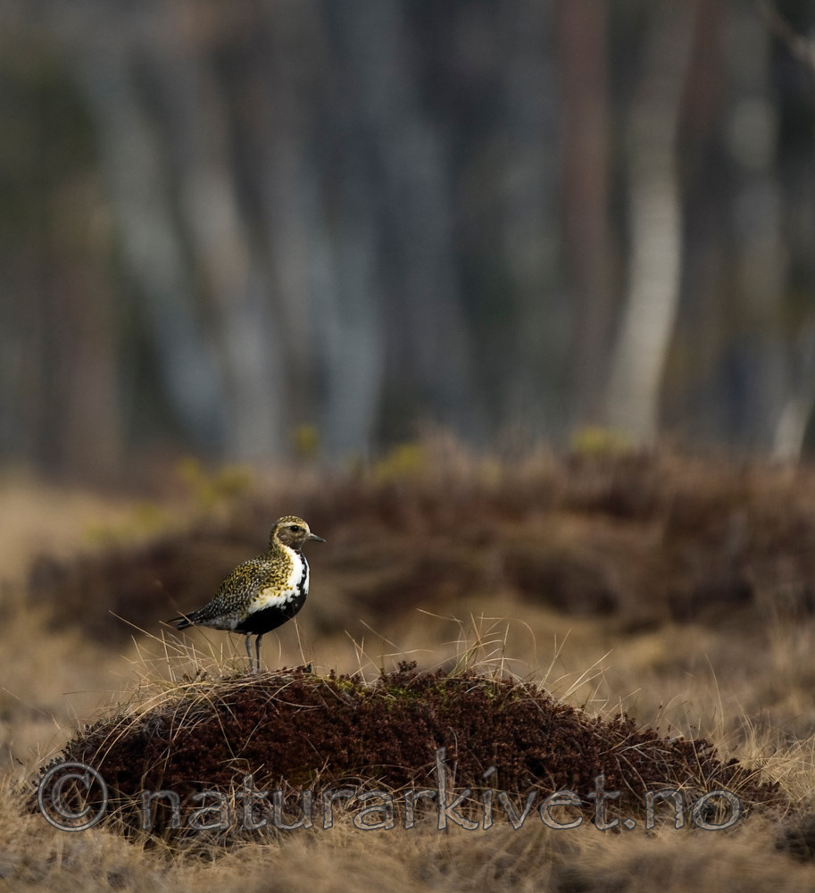 BB 06 0104 / Pluvialis apricaria / Heilo