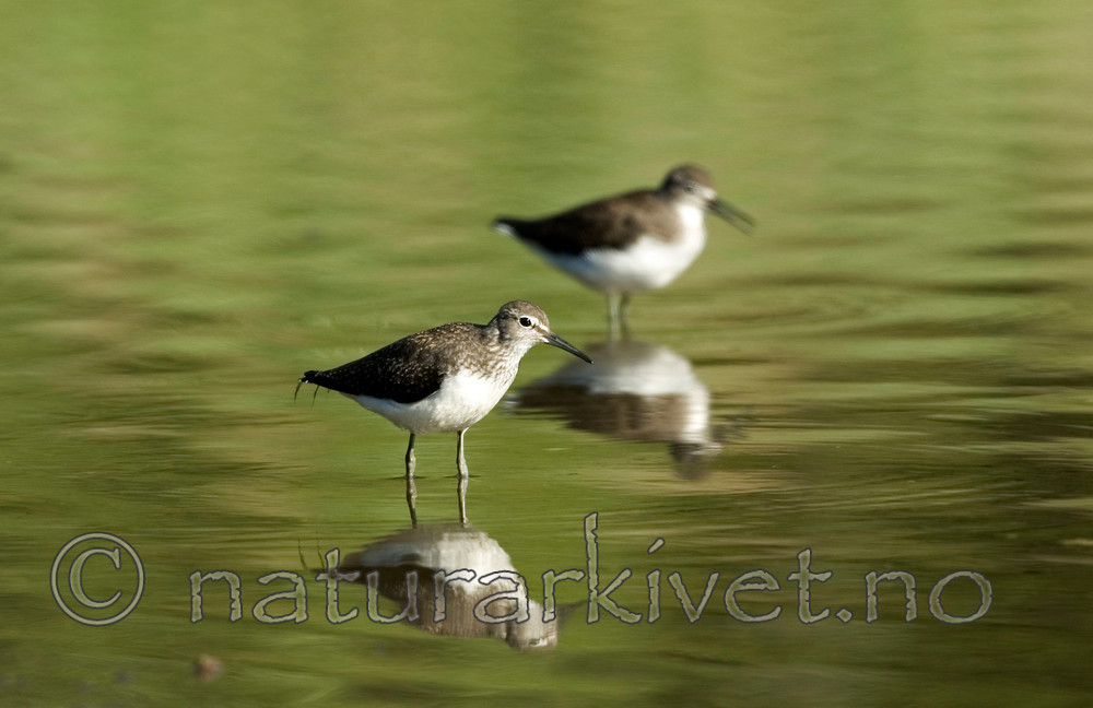 BB 06 0106 / Tringa ochropus / Skogsnipe