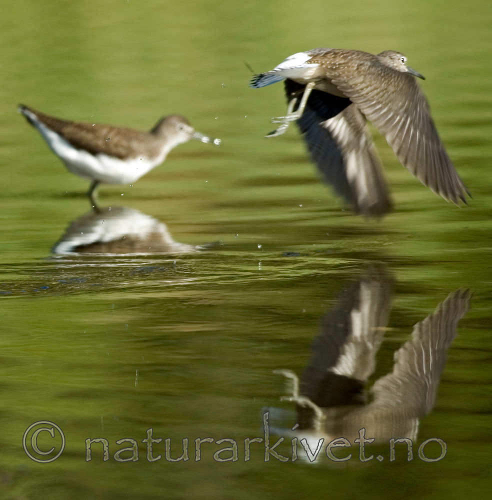 BB 06 0107 / Tringa ochropus / Skogsnipe