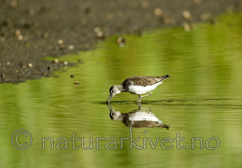 BB 06 0110 / Tringa ochropus / Skogsnipe