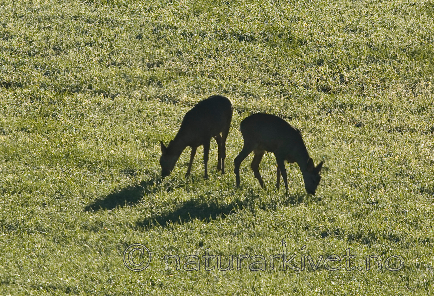 BB 06 0117 / Capreolus capreolus / Rådyr