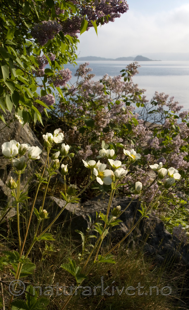 BB 06 0120 / Drymocallis rupestris / Hvitmure <br /> Syringa vulgaris / Syrin