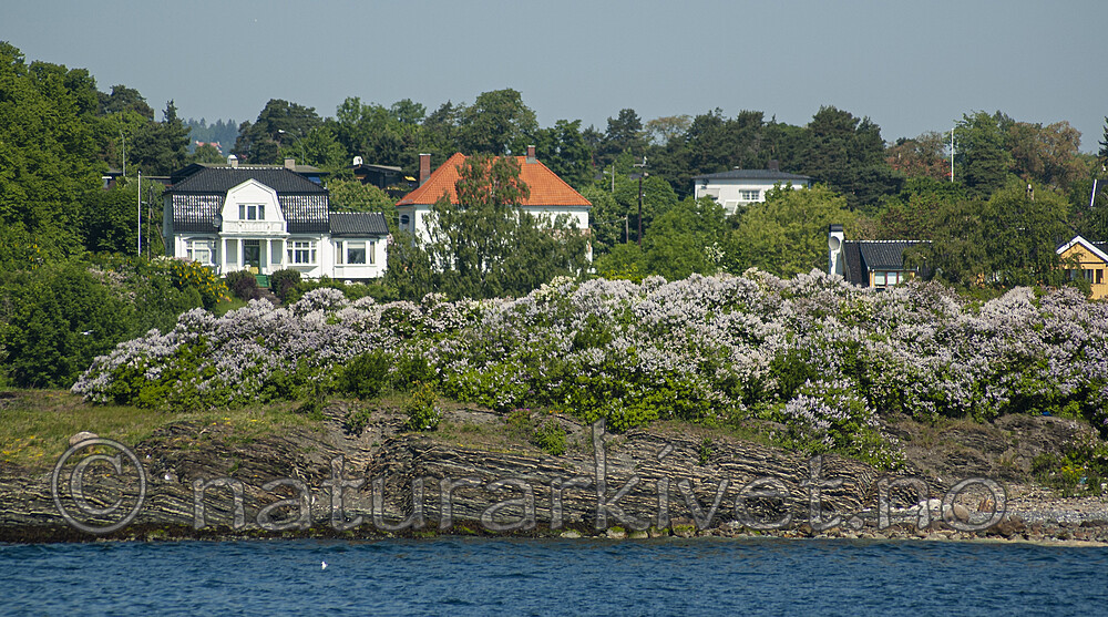 BB 06 0121 / Syringa vulgaris / Syrin