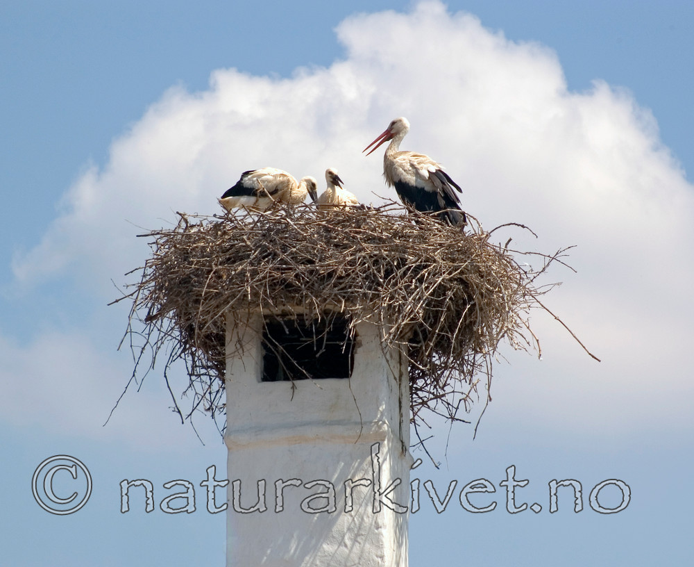 BB 06 0125 / Ciconia ciconia / Stork