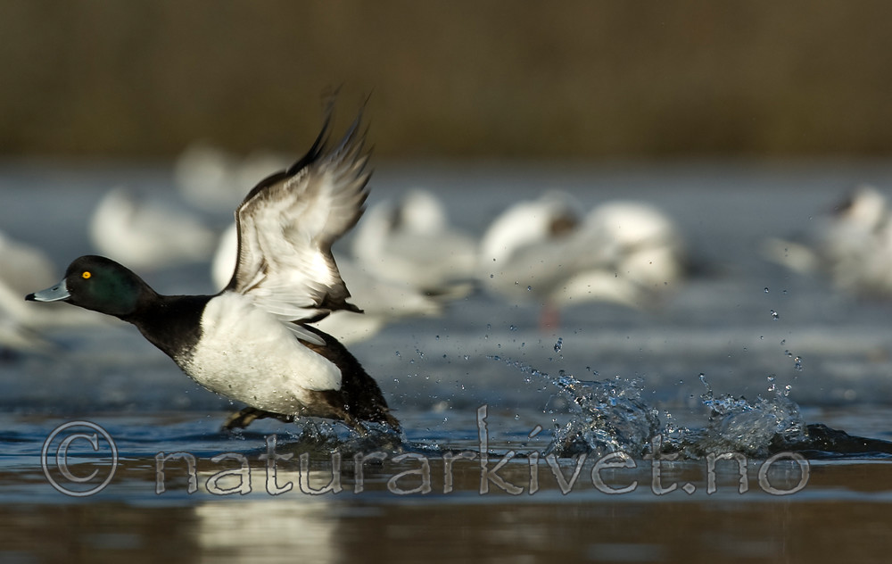 BB 06 0126 / Aythya fuligula / Toppand