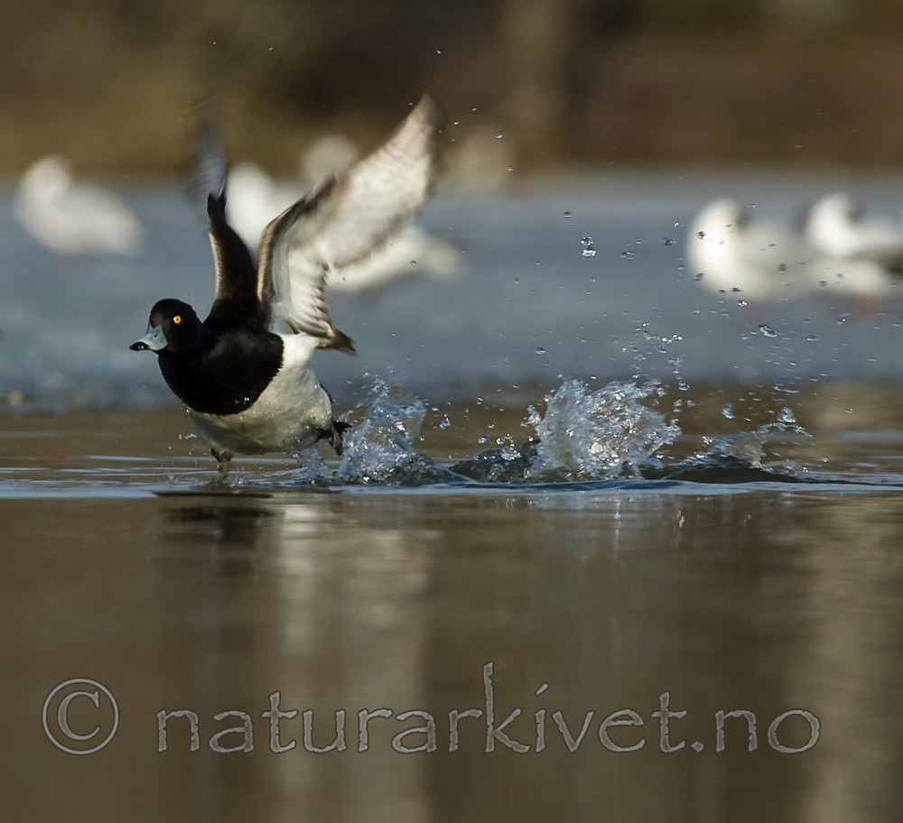 BB 06 0127 / Aythya fuligula / Toppand <br /> Larus fuscus / Sildemåke