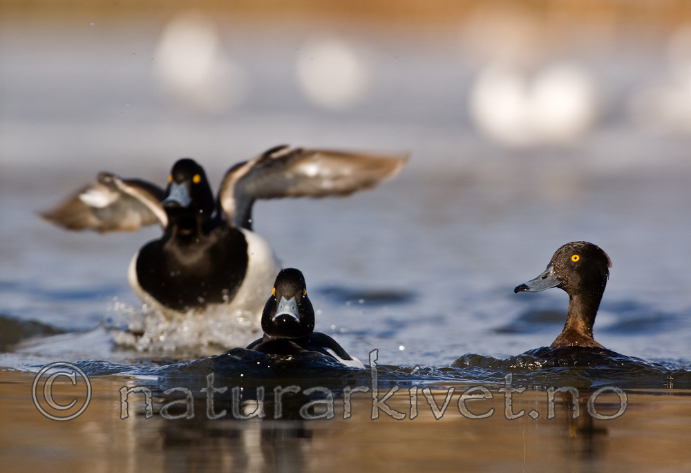 BB 06 0128 / Aythya fuligula / Toppand