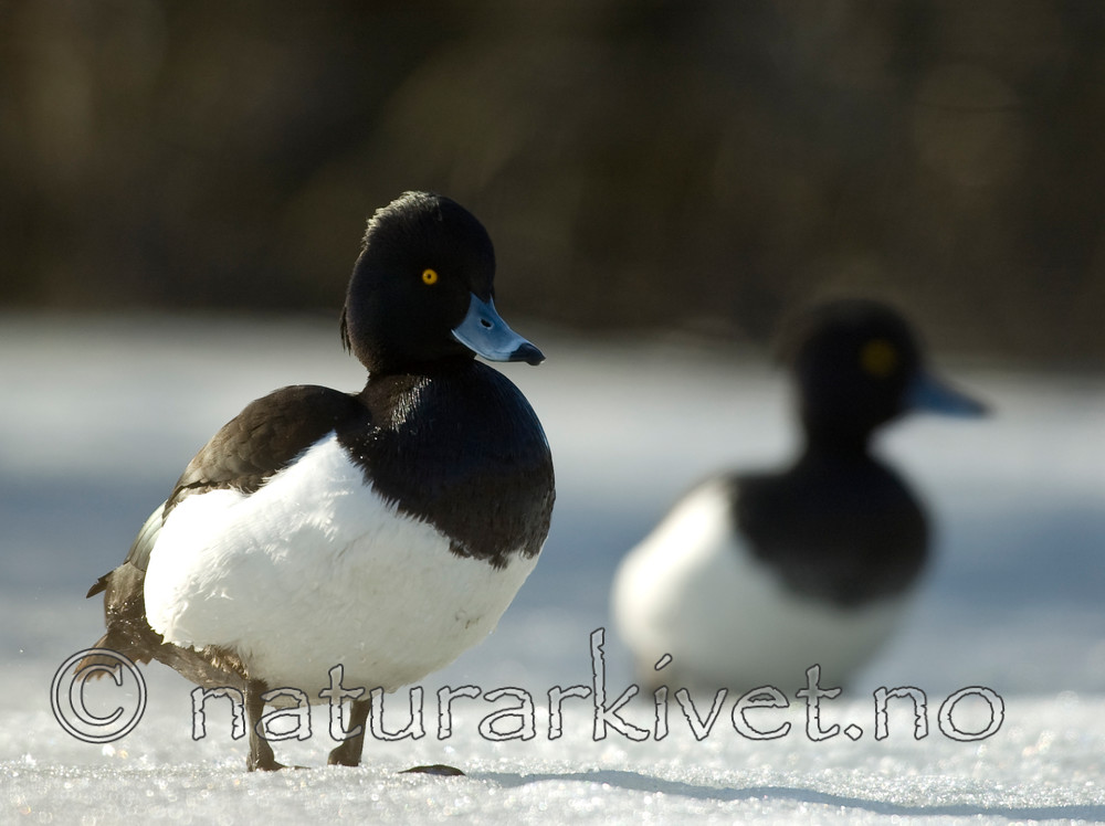 BB 06 0130 / Aythya fuligula / Toppand