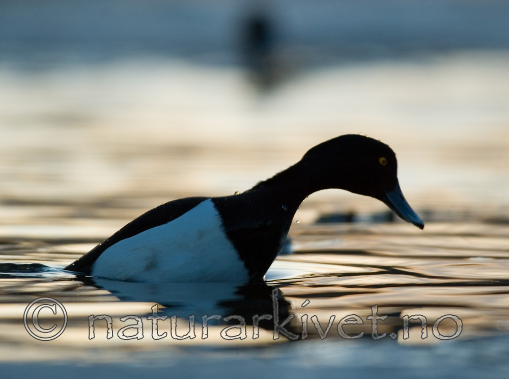 BB 06 0133 / Aythya fuligula / Toppand