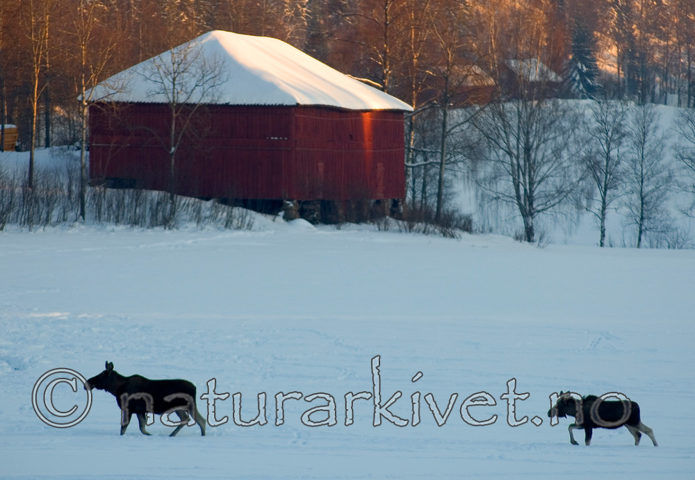 BB 06 0140 / Alces alces / Elg