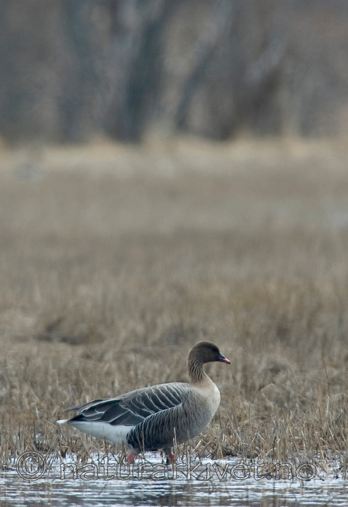 BB 06 0143 / Anser brachyrhynchus / Kortnebbgås
