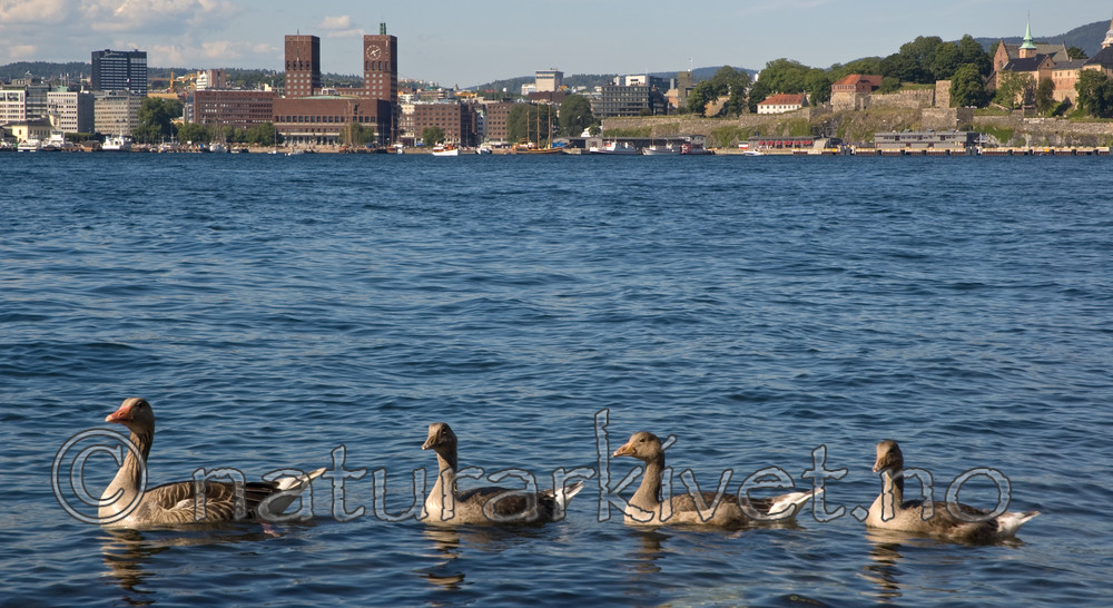 BB 06 0149 / Anser anser / Grågås