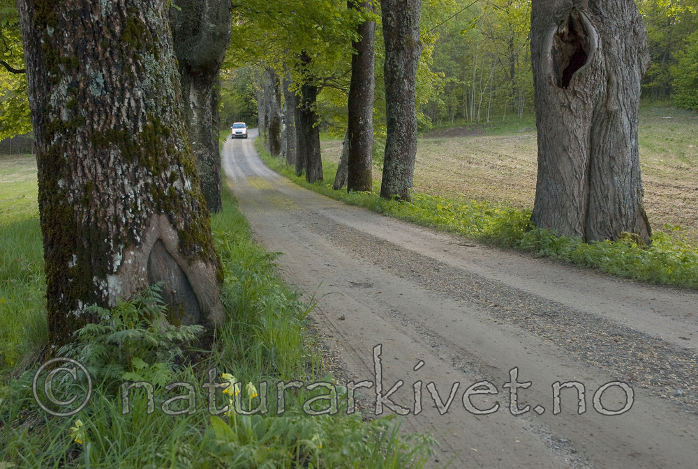 BB 06 0155 / Primula veris / Marianøkleblom