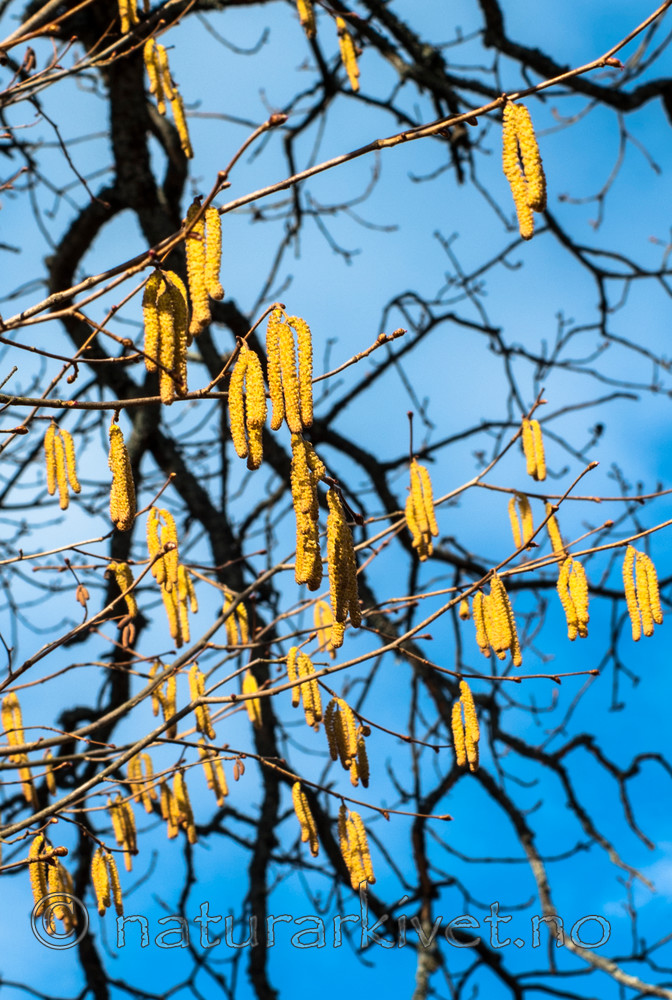 BB 06 0161 / Corylus avellana / Hassel