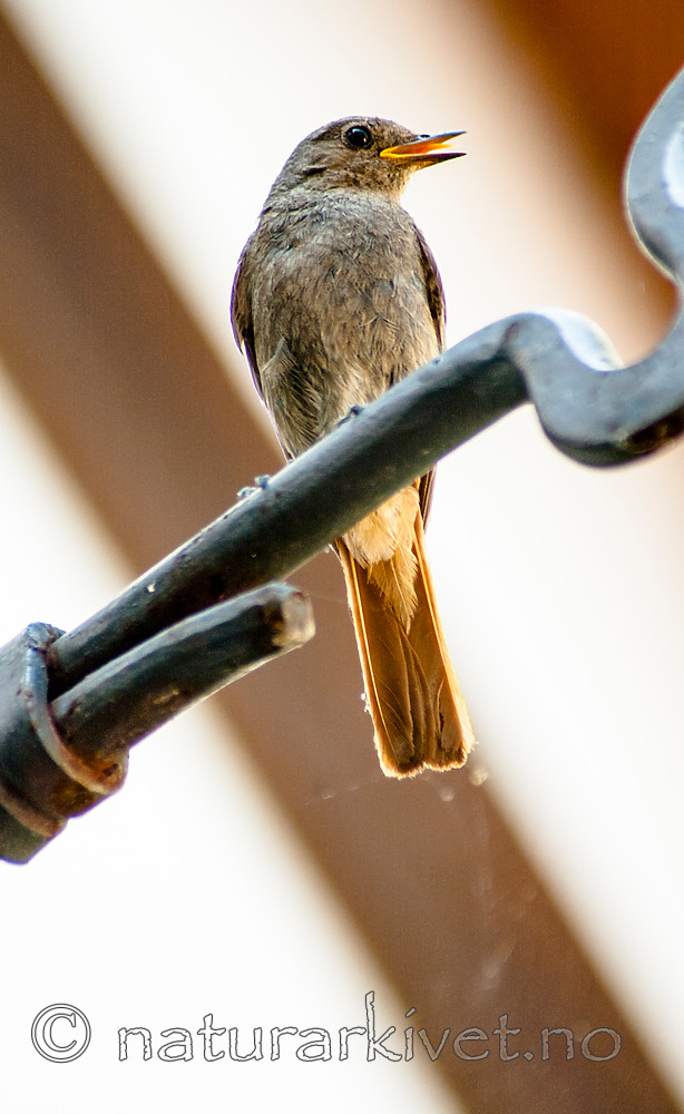 BB 06 0165 / Phoenicurus ochruros / Svartrødstjert