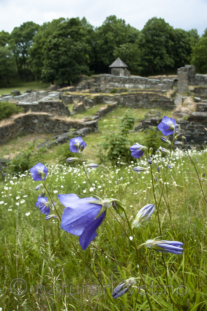 BB 06 0176 / Campanula persicifolia / Fagerklokke