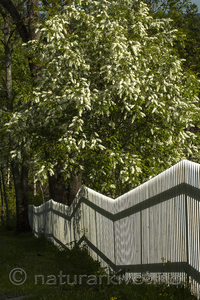 BB 06 0178 / Prunus padus / Hegg