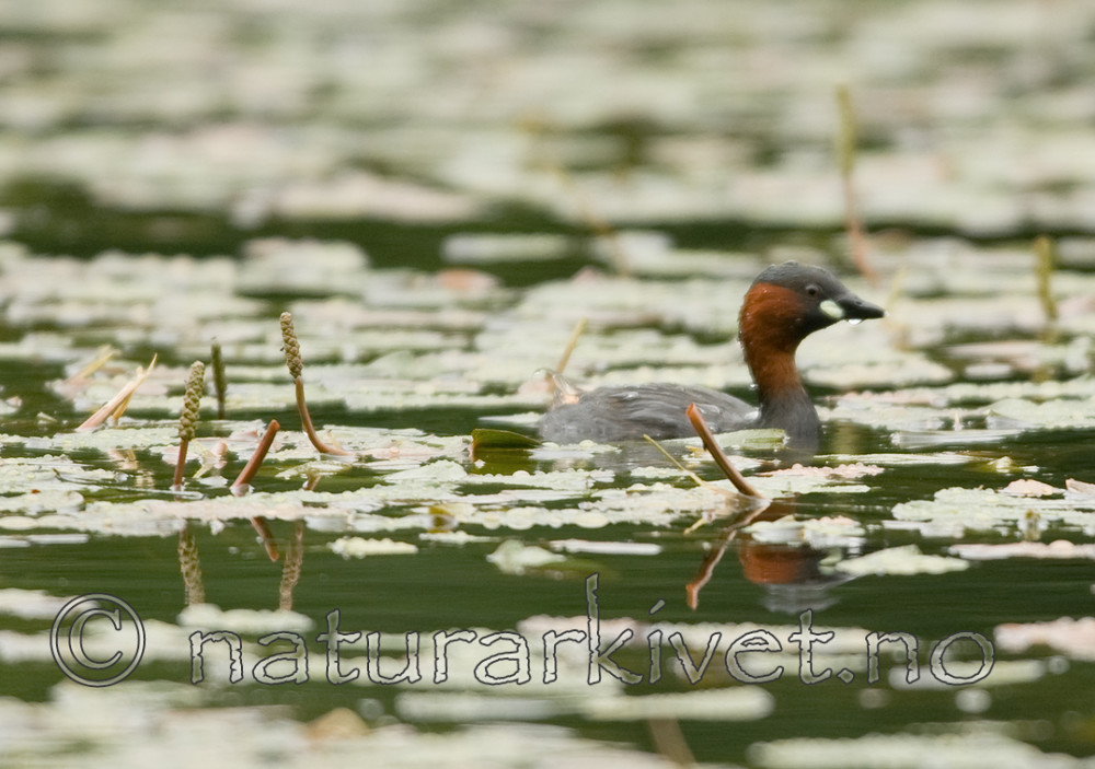 BB 07 0002 / Potamogeton natans / Tjernaks <br /> Tachybaptus ruficollis / Dvergdykker