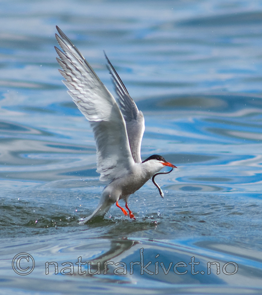 BB 07 0003 / Sterna hirundo / Makrellterne
