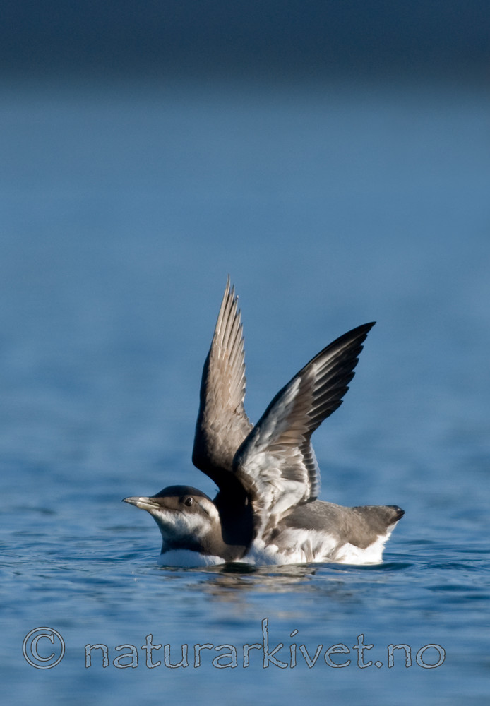 BB 07 0004 / Uria aalge / Lomvi