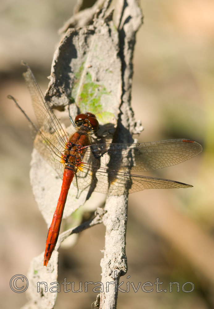 BB 07 0005 / Sympetrum sanguineum / Blodrød høstlibelle