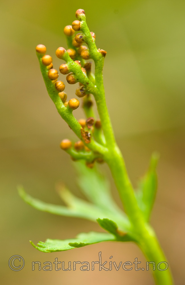 BB 07 0011 / Botrychium lanceolatum / Handmarinøkkel