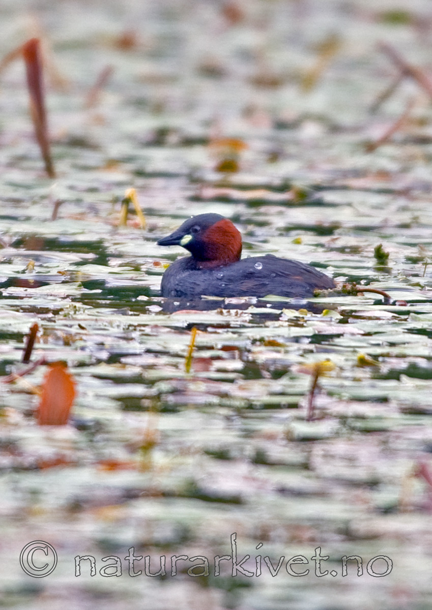 BB 07 0012 / Potamogeton natans / Tjernaks <br /> Tachybaptus ruficollis / Dvergdykker