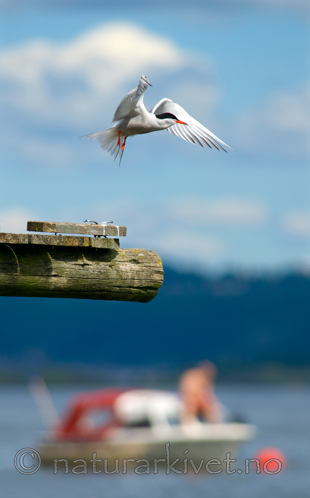 BB 07 0014 / Sterna hirundo / Makrellterne