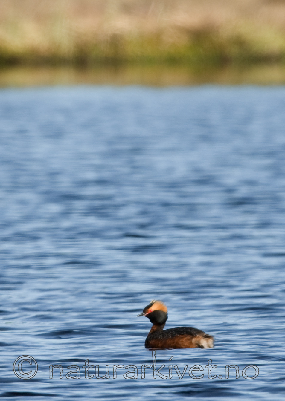 BB 07 0015 / Podiceps auritus / Horndykker