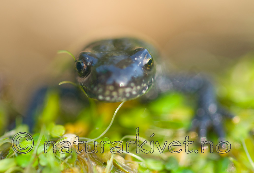 BB 07 0017 / Triturus cristatus / Storsalamander