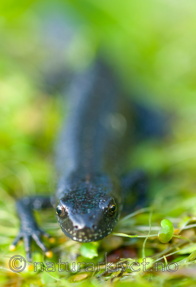 BB 07 0019 / Triturus cristatus / Storsalamander