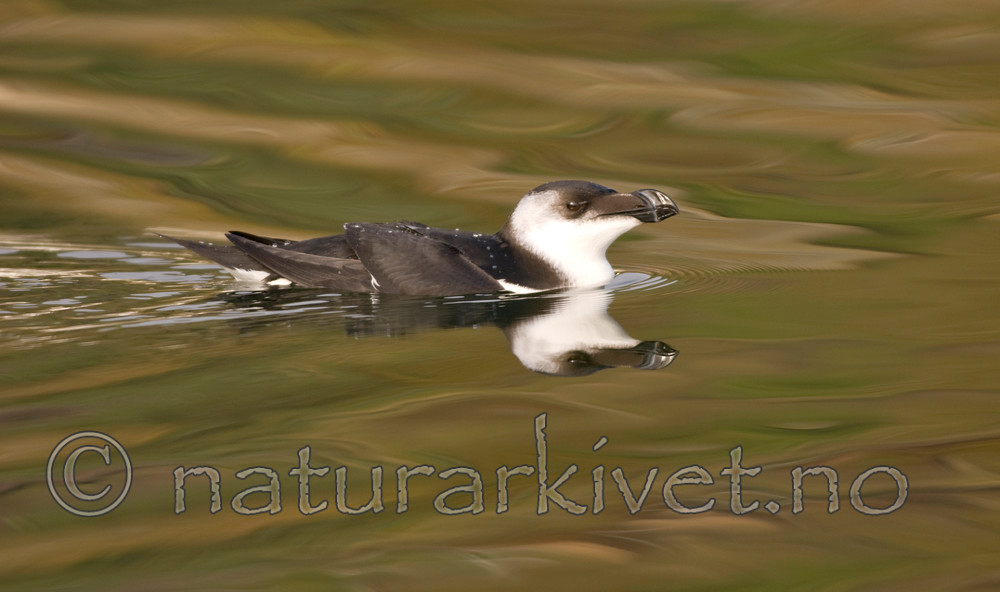 BB 07 0026 / Alca torda / Alke