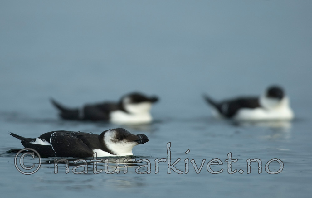 BB 07 0028 / Alca torda / Alke