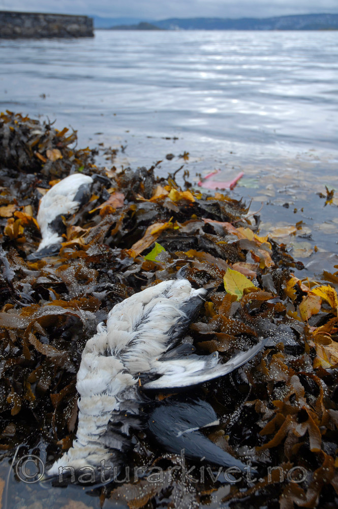 BB 07 0029 / Alca torda / Alke