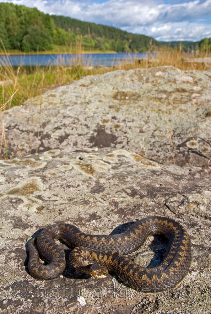 BB 07 0030 / Vipera berus / Hoggorm
