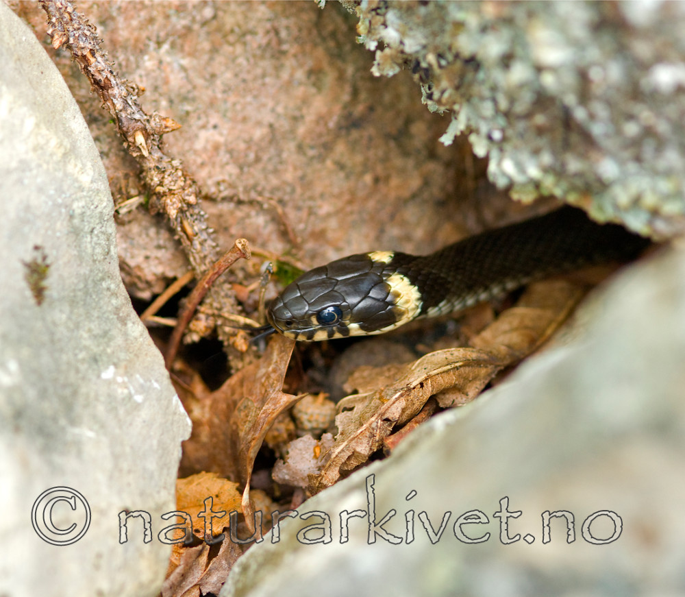 BB 07 0036 / Natrix natrix / Buorm