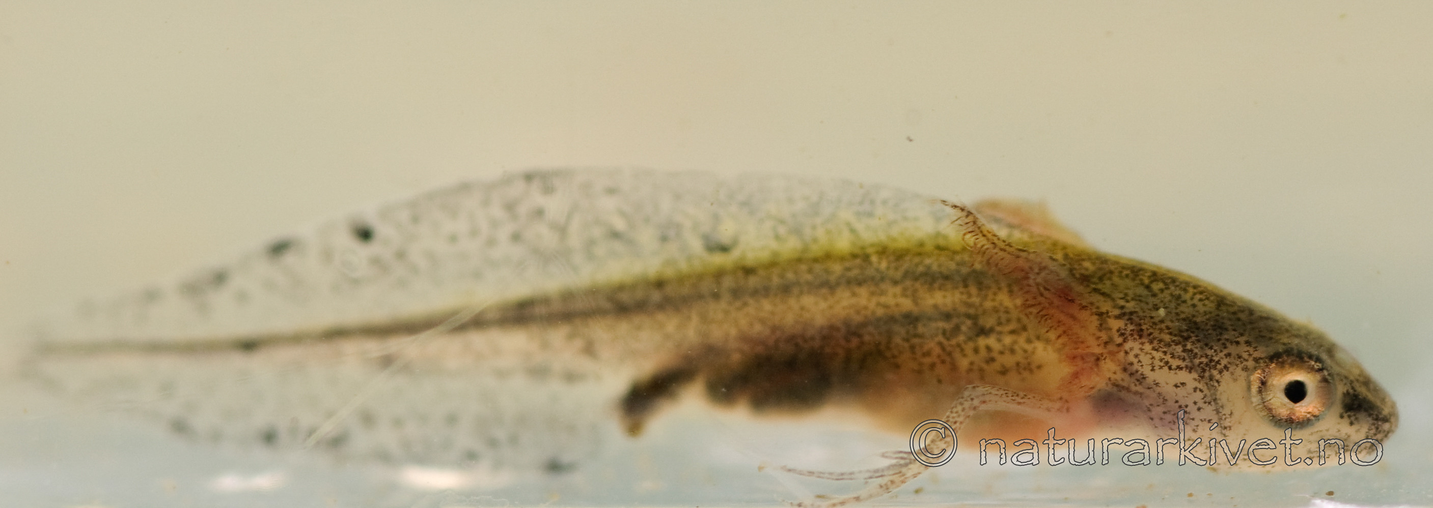 BB 07 0053 / Triturus cristatus / Storsalamander