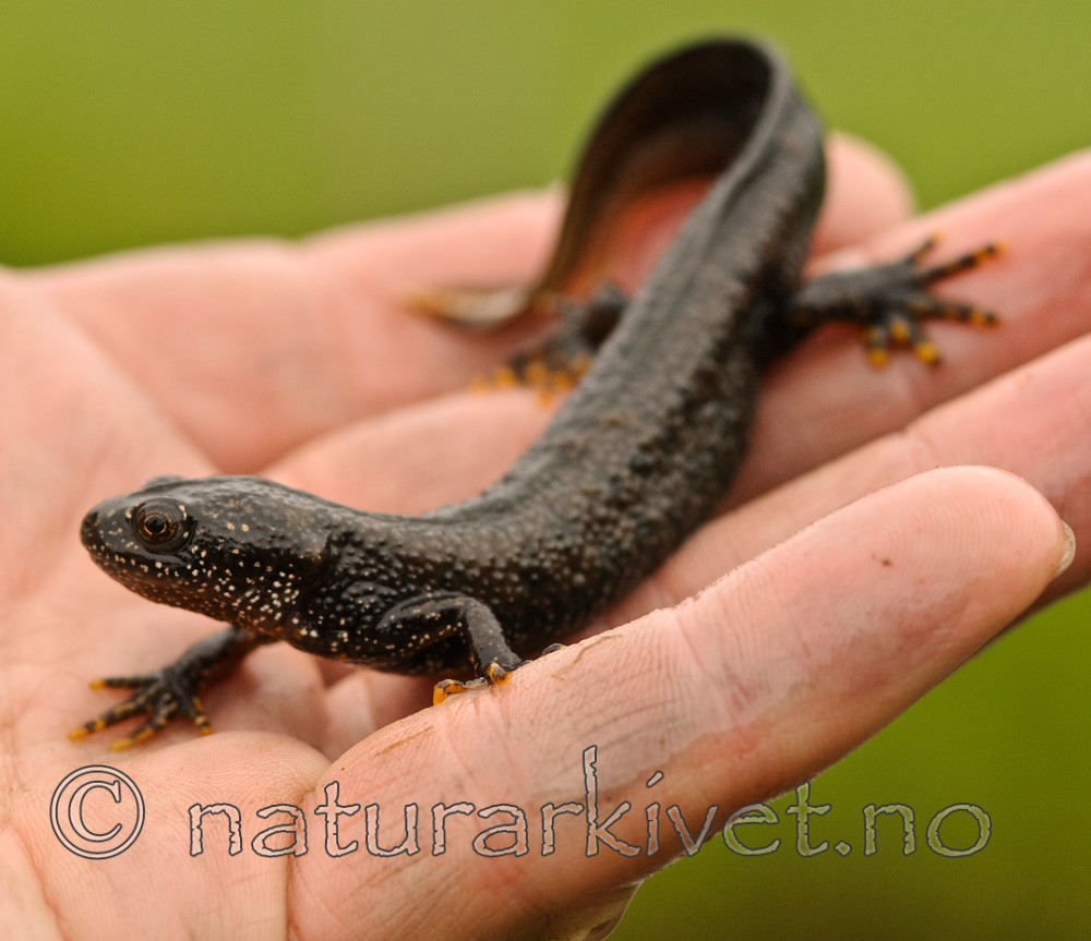 BB 07 0058 / Triturus cristatus / Storsalamander