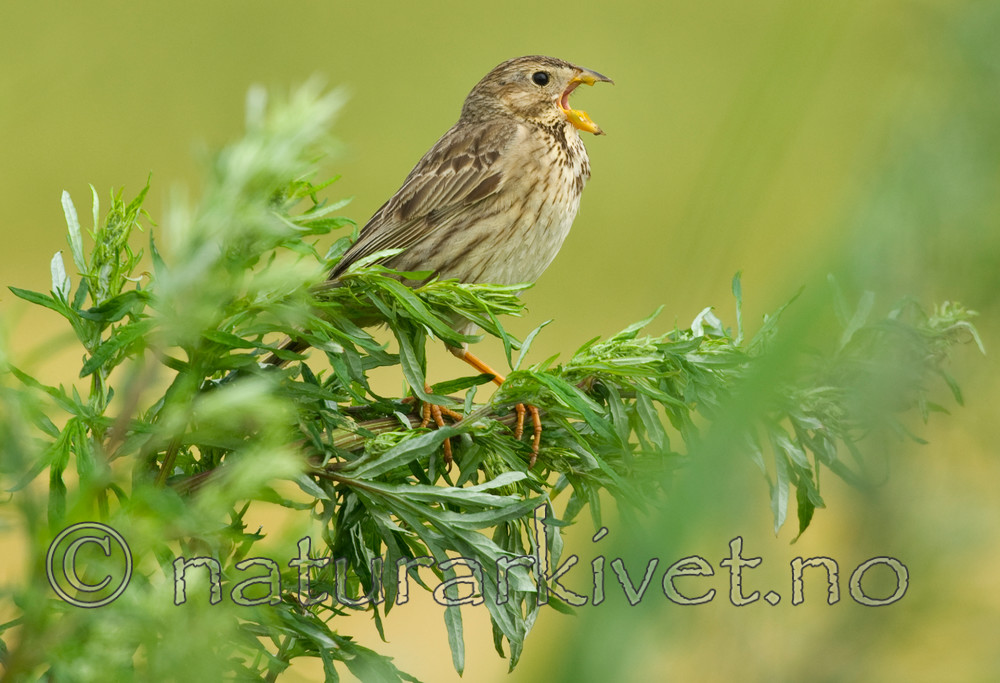 BB 07 0065 / Emberiza calandra / Kornspurv