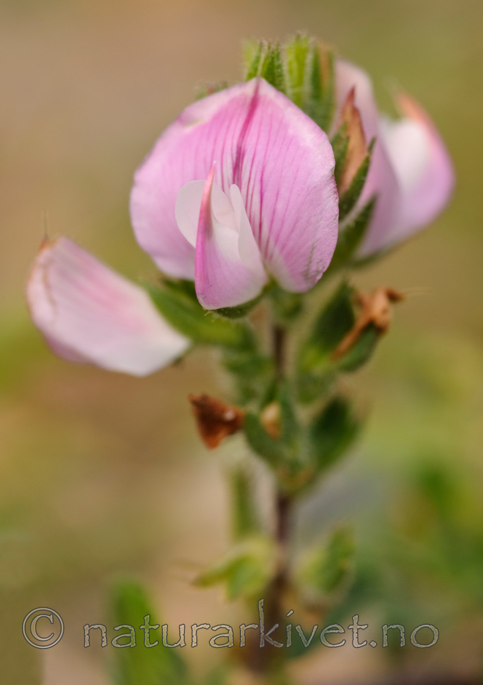 BB 07 0071 / Ononis spinosa / Vedbeinurt <br /> Ononis spinosa spinosa / Tornbeinurt