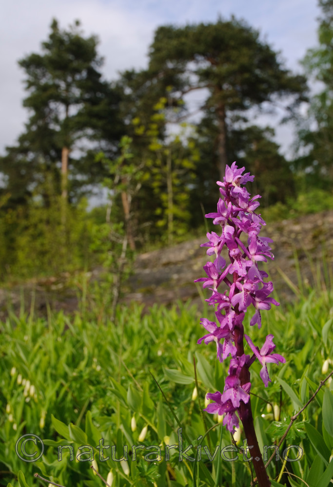 BB 07 0073 / Orchis mascula / Vårmarihand <br /> Pinus sylvestris / Furu <br /> Polygonatum odoratum / Kantkonvall