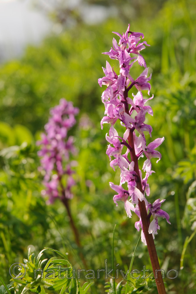 BB 07 0075 / Orchis mascula / Vårmarihand