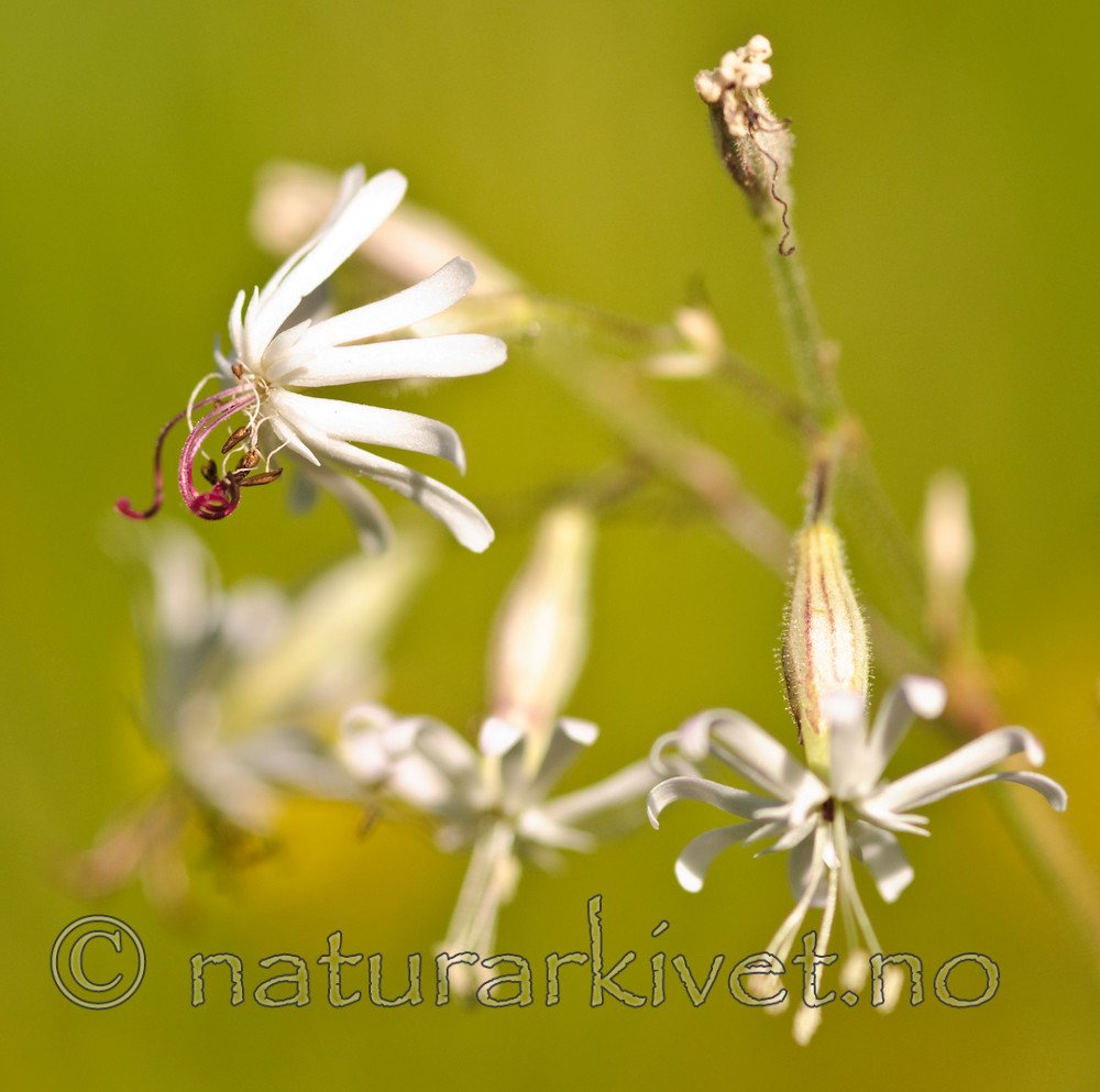 BB 07 0078 / Silene nutans / Nikkesmelle