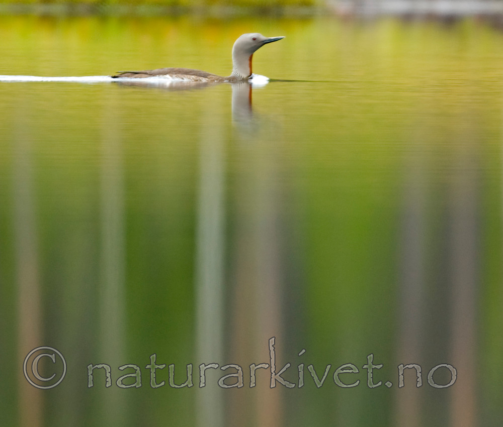 BB 07 0082 / Gavia stellata / Smålom