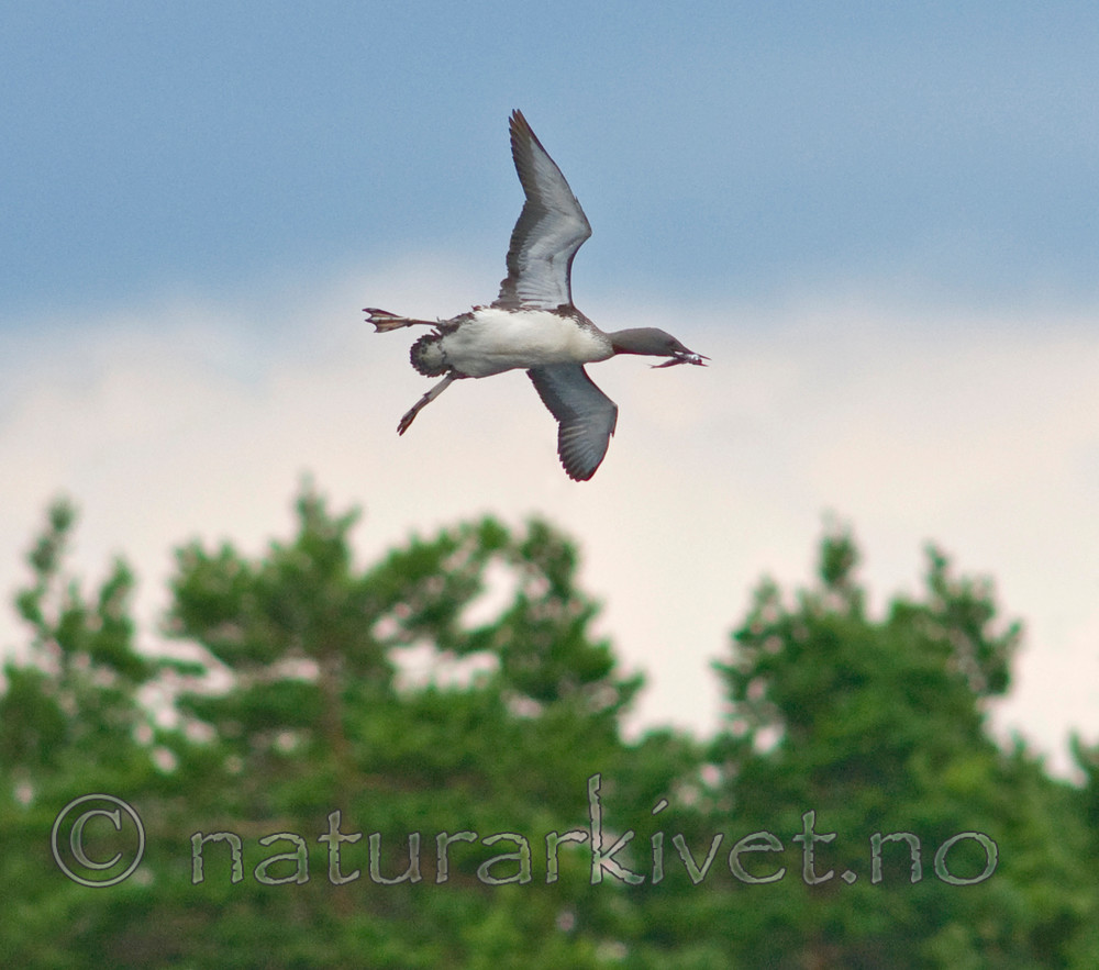 BB 07 0085 / Gavia stellata / Smålom